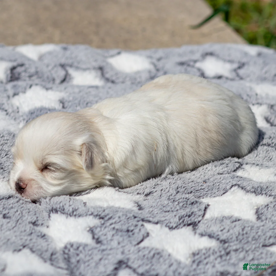 Maltese dogs for sale: Maggie Maltese Puppy  - Ad 1