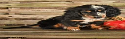 Dachshund dogs for sale: Brianna - Ad 2