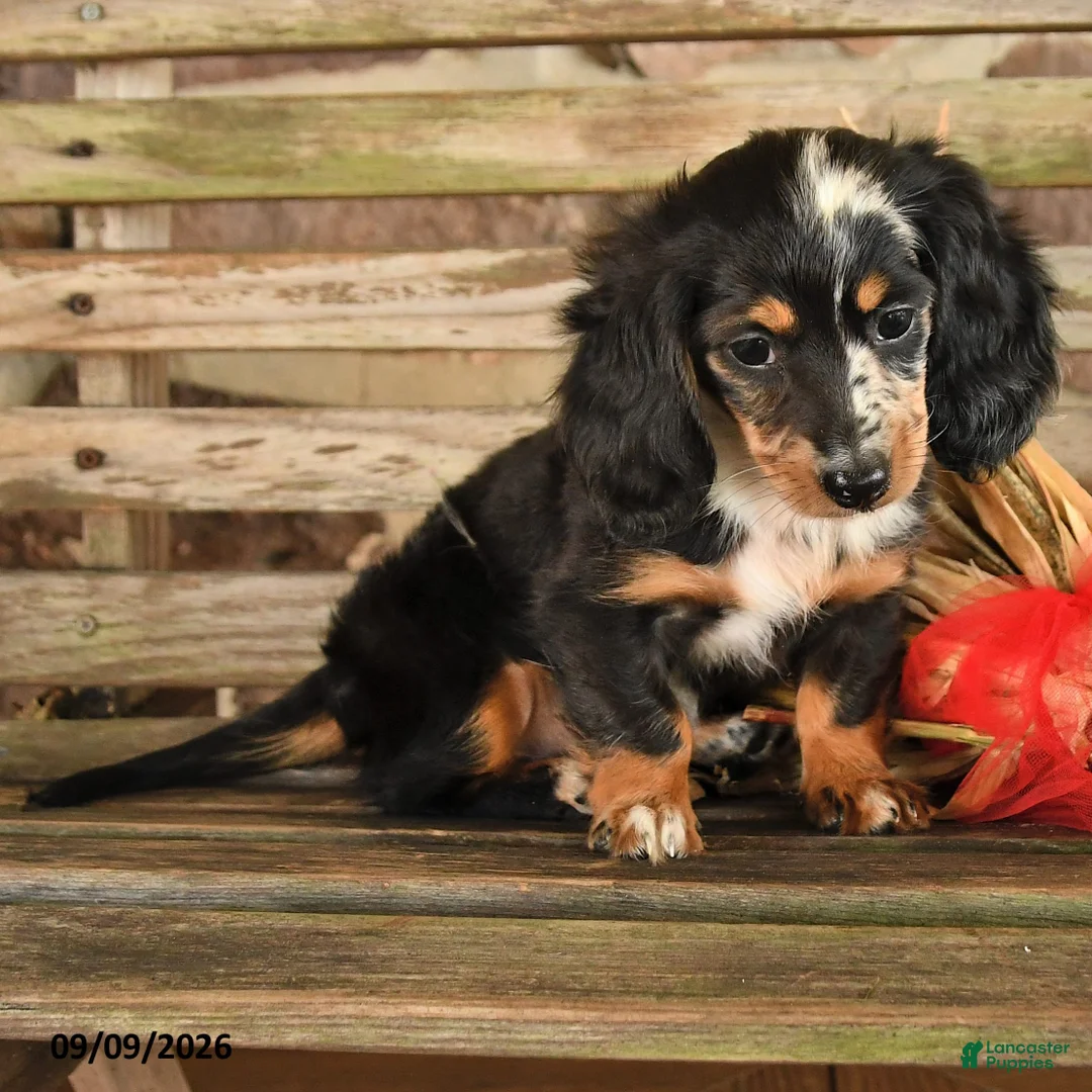 Dachshund dogs for sale: Brianna - Ad 2