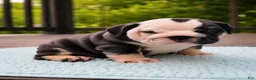 English Bulldog dogs for sale: Marley - Ad 5