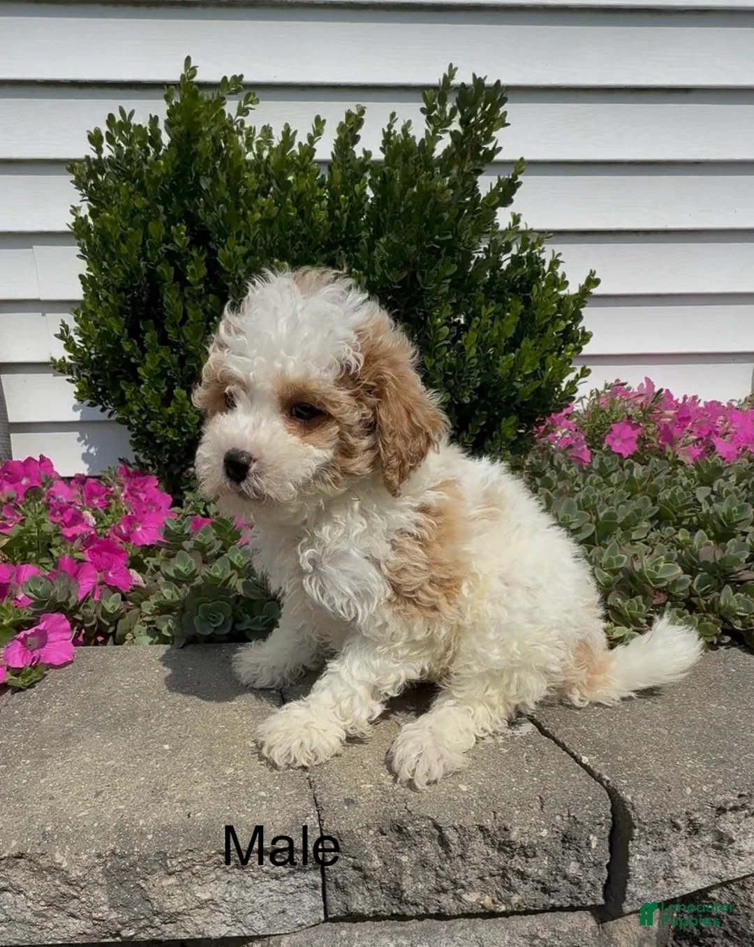 Mixed Breed dogs for sale: Cotton - Ad 2