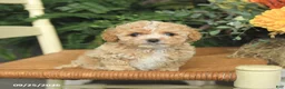 Havapoo dogs for sale: Dottie - Ad 4