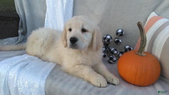Golden Retriever dogs for sale: Anika - Ad 2