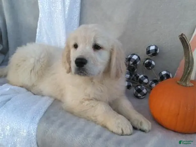 Golden Retriever dogs for sale: Anika - Ad 2