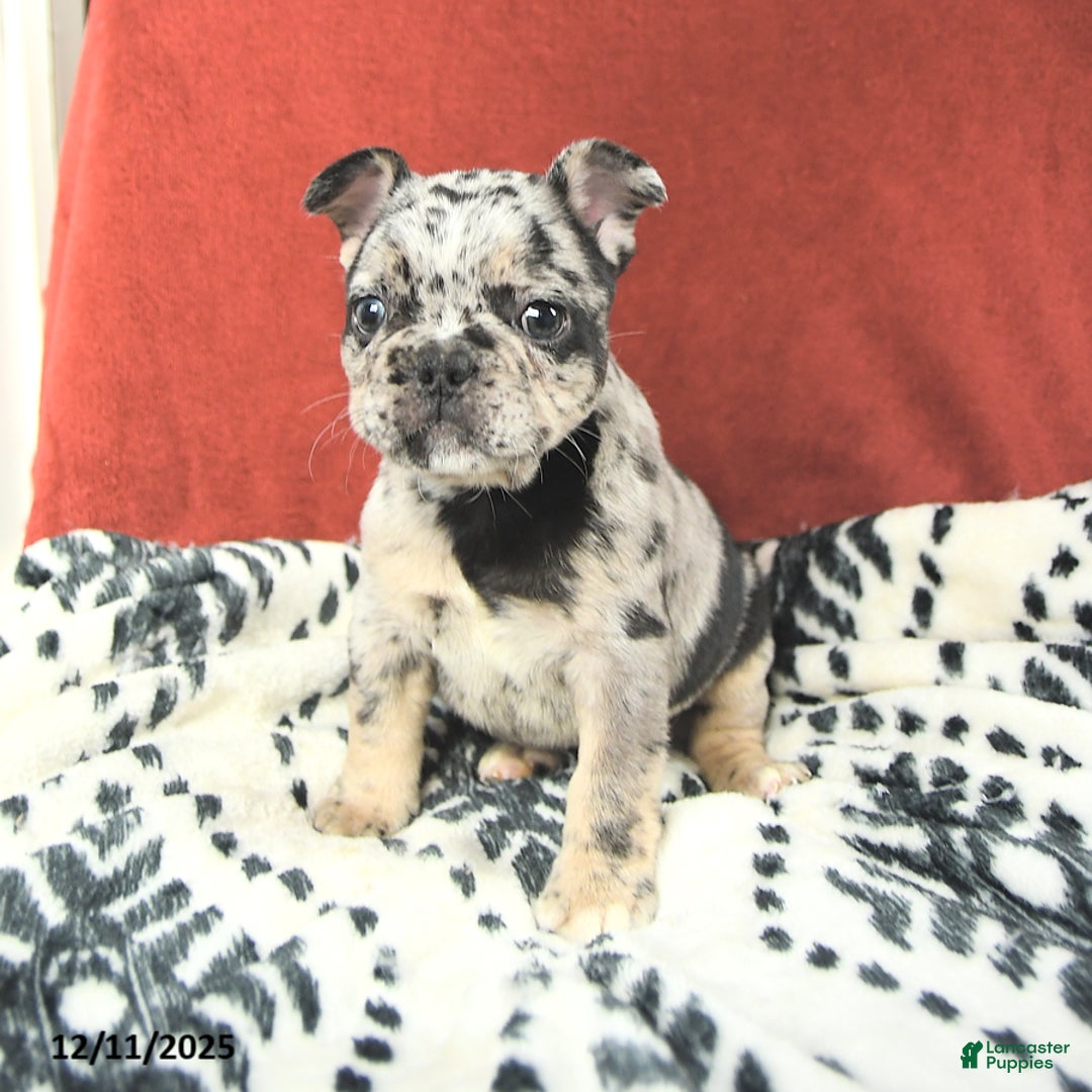 French Bulldog dogs for sale: Maxwell - Ad 3