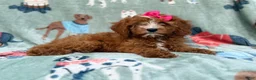 Cavapoo dogs for sale: Buttercup  - Ad 1
