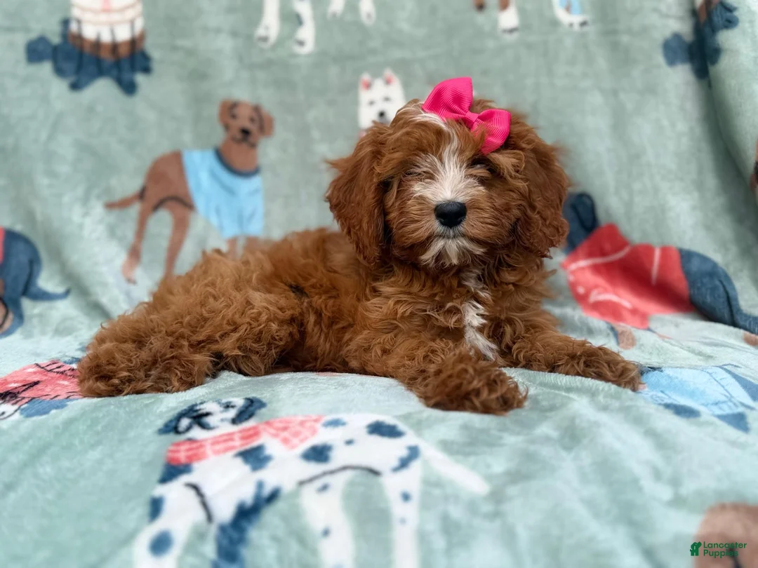 Cavapoo dogs for sale: Buttercup  - Ad 1