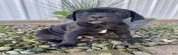 Cane Corso dogs for sale: Jeriah - Ad 5