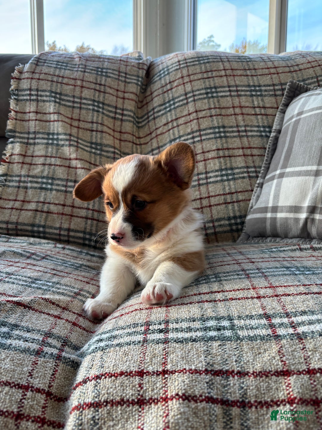 Welsh Corgi Pembroke dogs for sale: Welsh Corgi Pembroke Puppy 2 - Ad 5