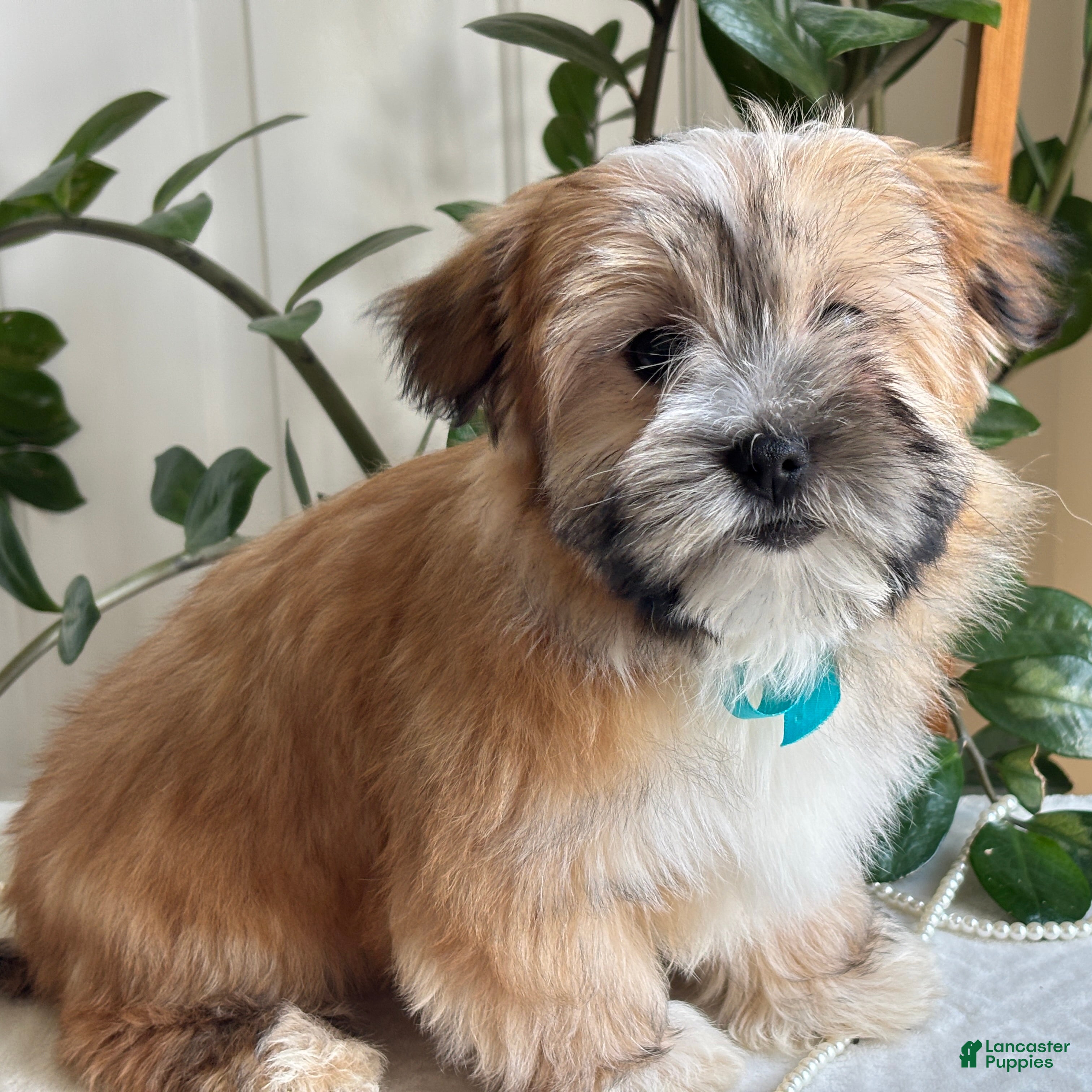 Morkie dogs Nacho - Ad 2