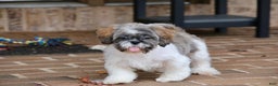 Shih Tzu dogs for sale: Snickers (Neutered) - Ad 16