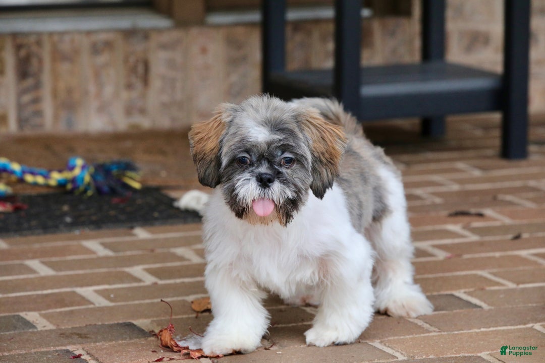 Shih Tzu dogs for sale: Snickers (Neutered) - Ad 16