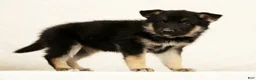 Gerberian Shepsky dogs for sale: Darla - Ad 6