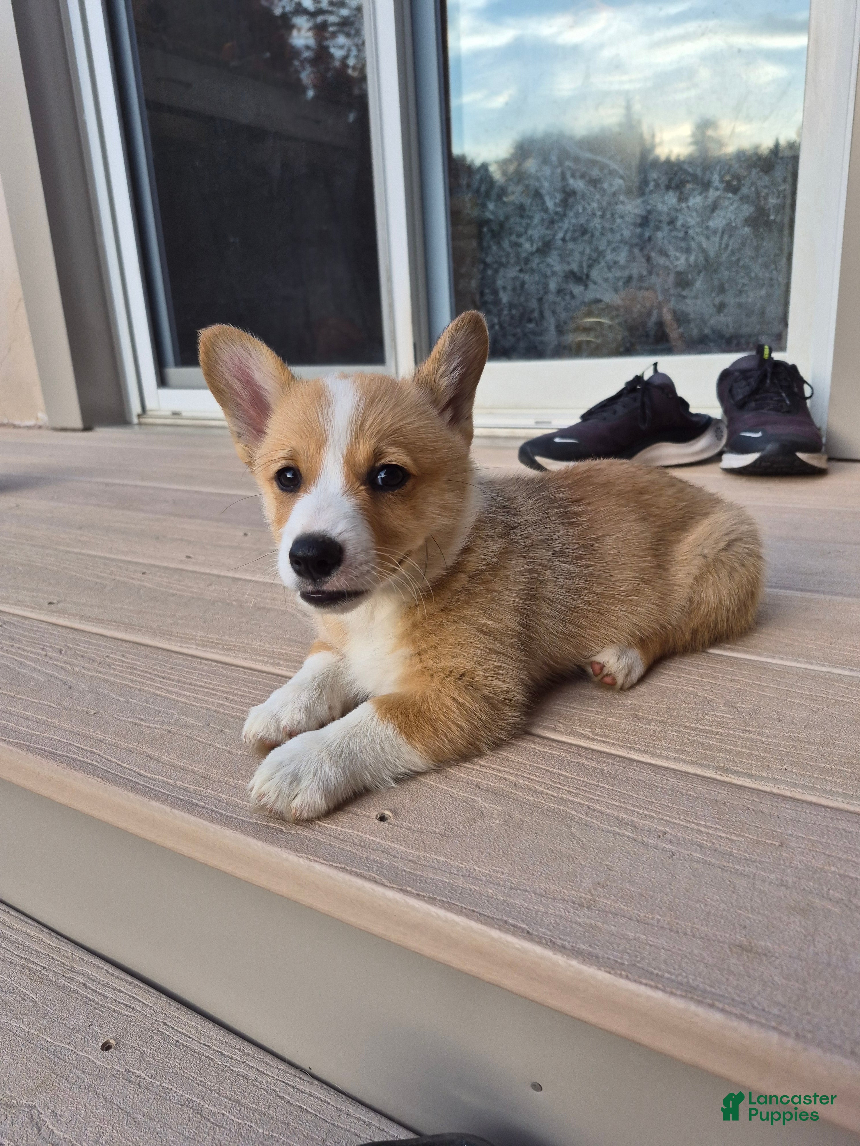 Welsh Corgi Pembroke dogs Grey - Ad 35