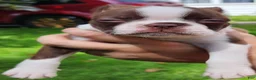Boston Terrier dogs for sale: Orion (red brindle) - Ad 2