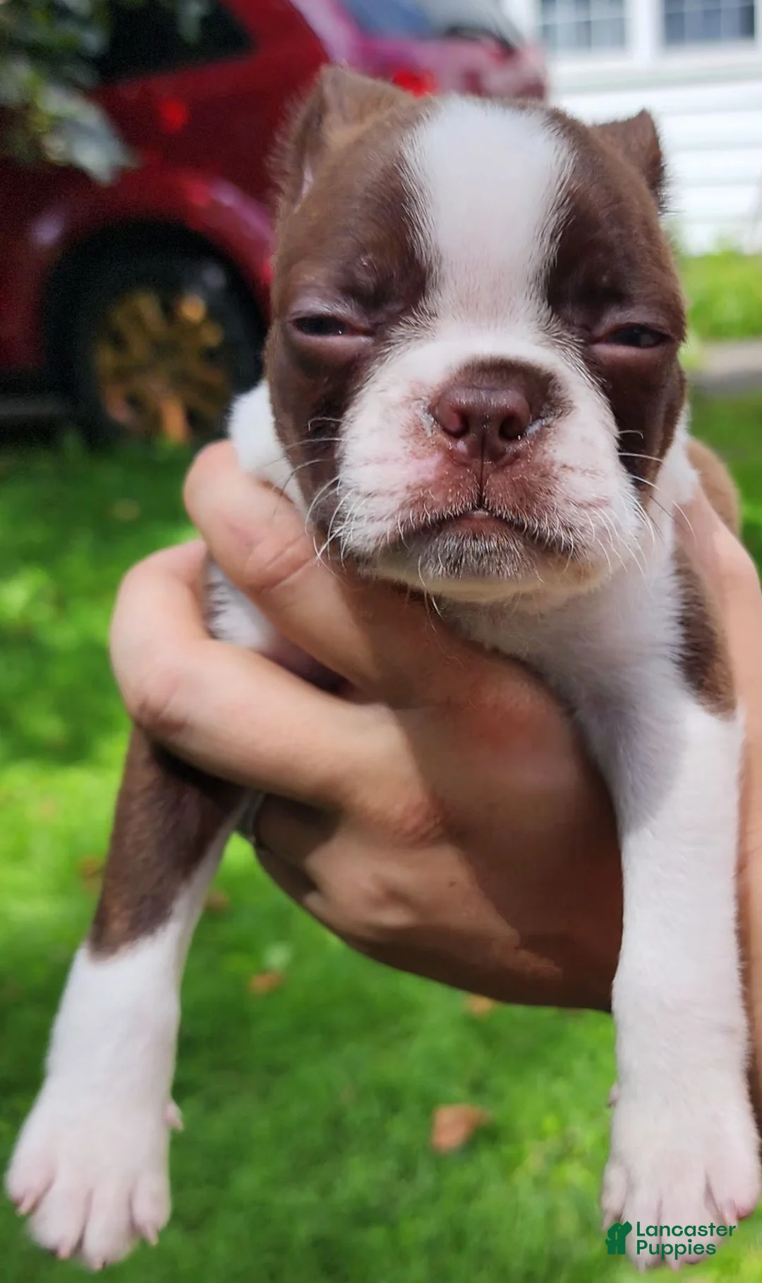 Boston Terrier dogs for sale: Orion (red brindle) - Ad 2