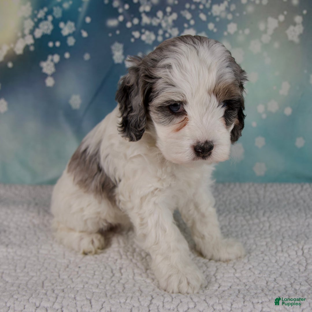 Cockapoo dogs for sale: Carla - Ad 5