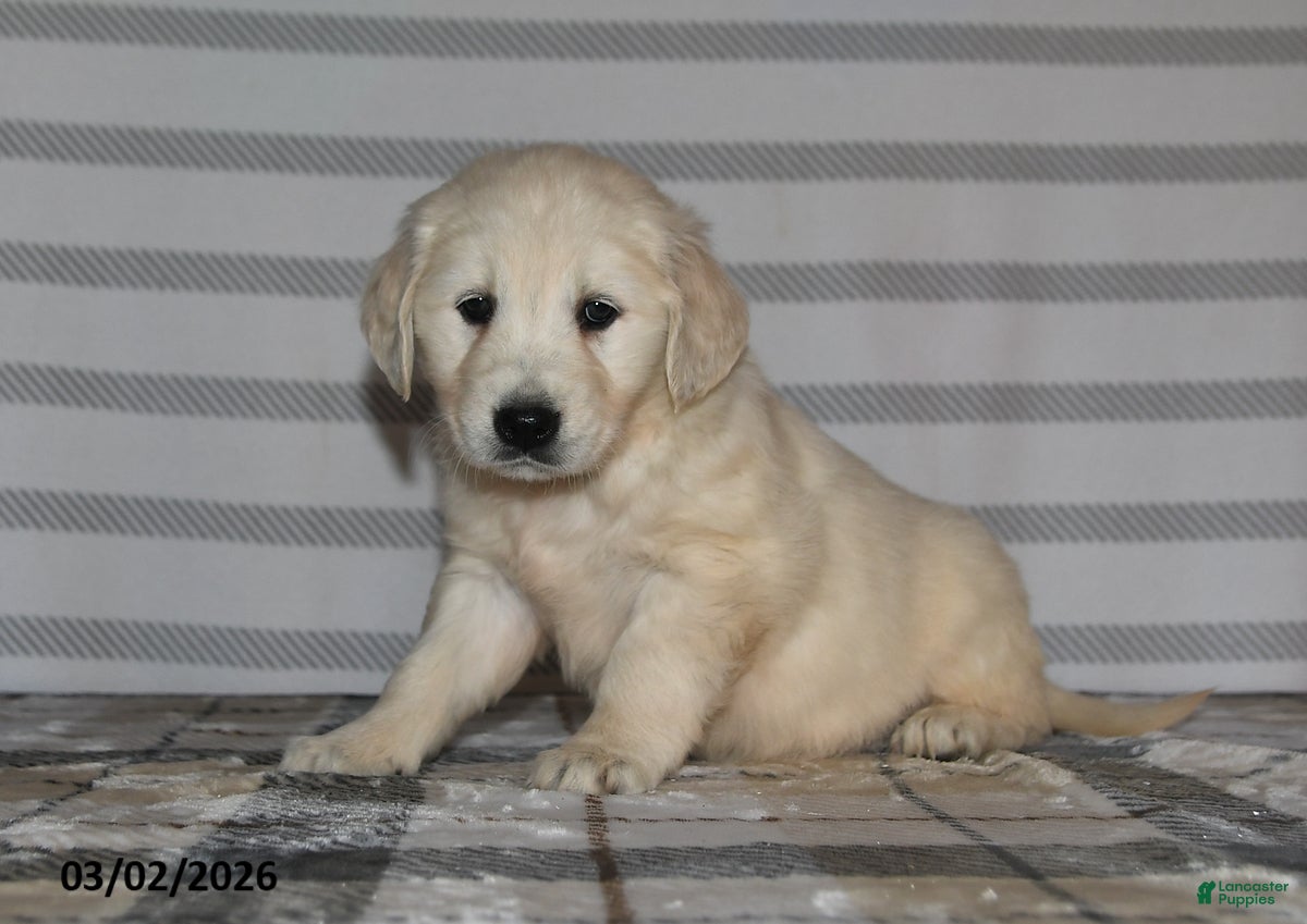 Golden Retriever dogs for sale: Gracie - Ad 3