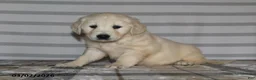 Golden Retriever dogs for sale: Gracie - Ad 1