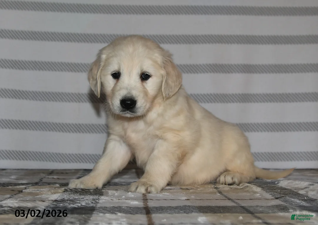 Golden Retriever dogs for sale: Gracie - Ad 1