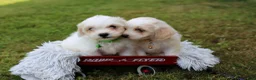 Maltipoo dogs for sale: Cosmo - Ad 13