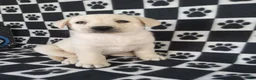 Labrador Retriever dogs for sale: Casper - Ad 7
