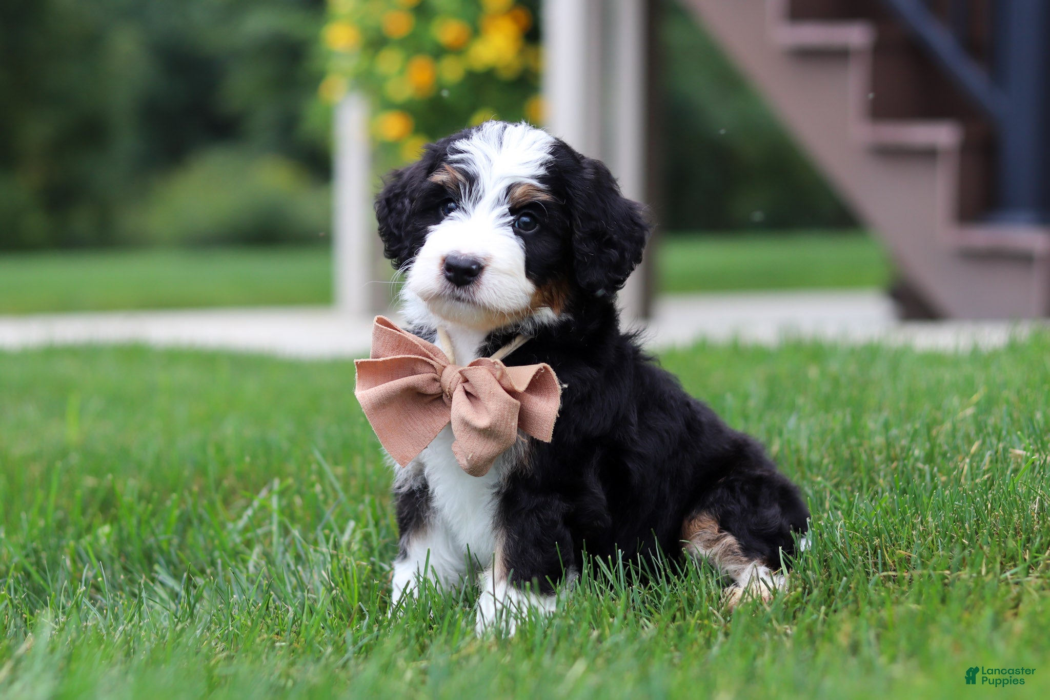 Mini Bernedoodle dogs Mooney🐶 - Ad 2