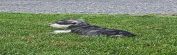 Miniature Schnauzer dogs for sale: Tessie - Ad 10