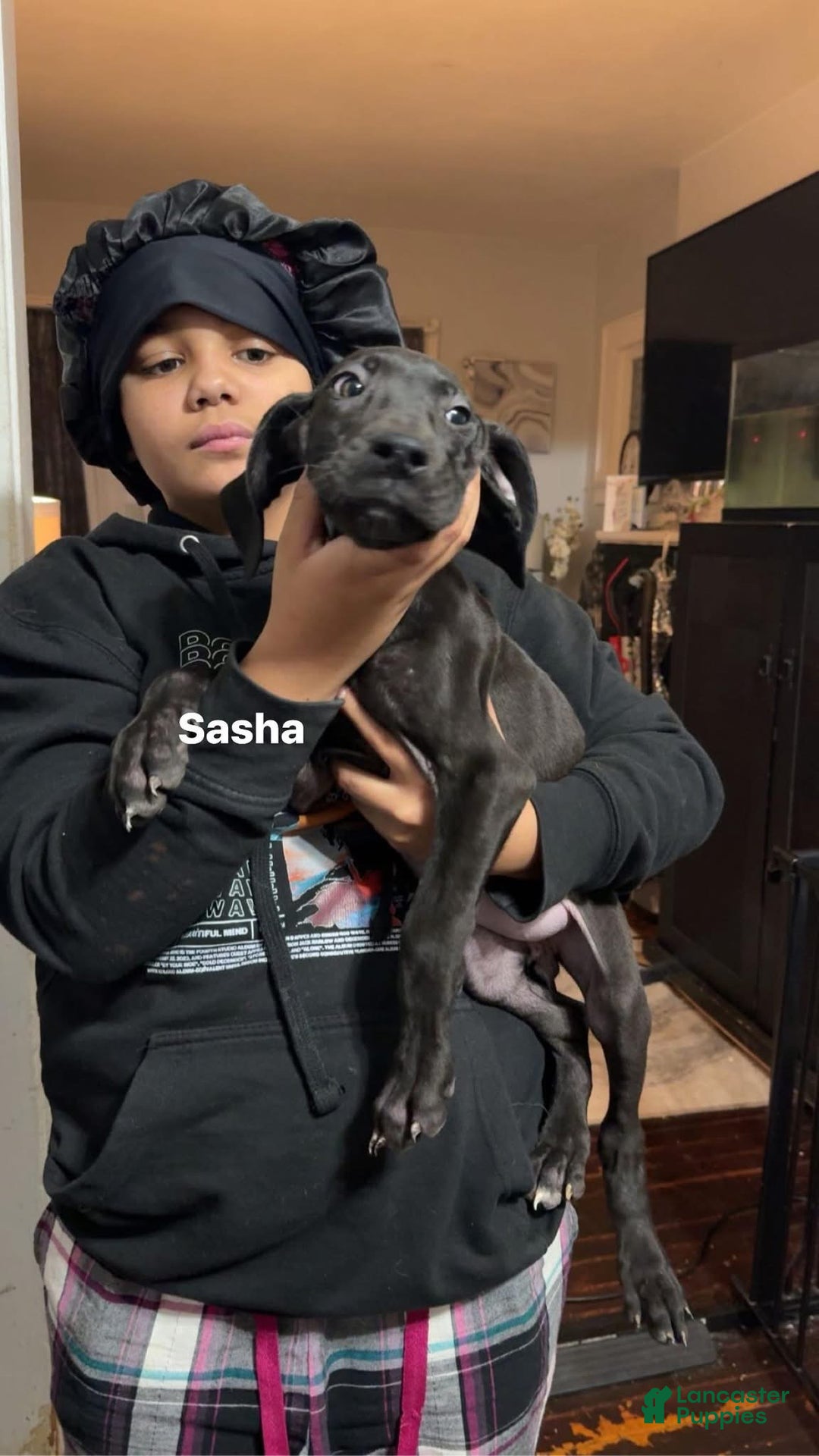 Great Dane dogs for sale: Maximus  - Ad 4