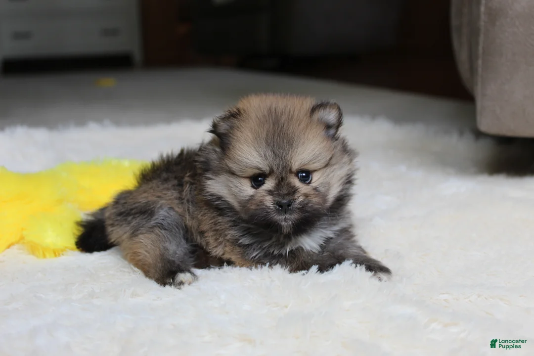 Pomeranian dogs for sale: Teacup Poseidon - Ad 11
