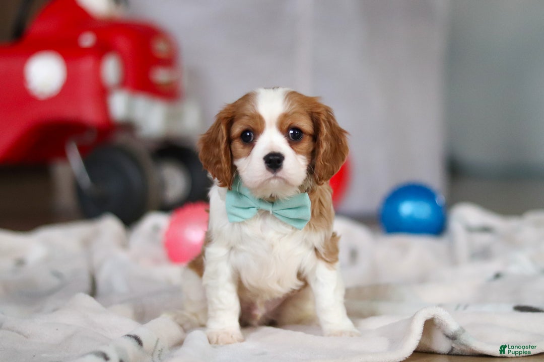 Cavalier King Charles Spaniel dogs for sale: Finn - Ad 3