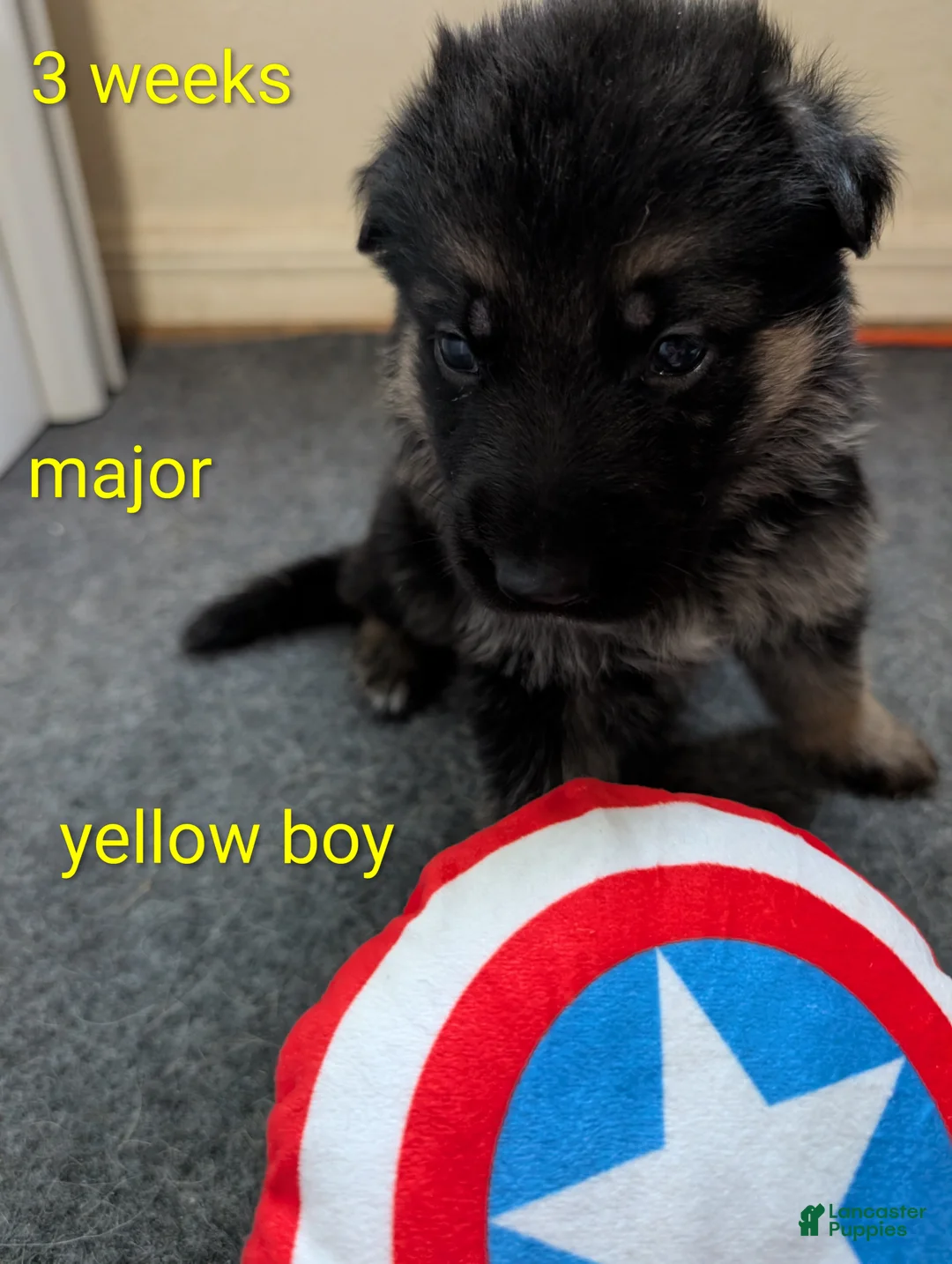 German Shepherd dogs for sale: Major - Ad 1