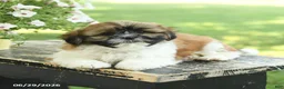 Shih Tzu dogs for sale: Sunshine - Ad 4