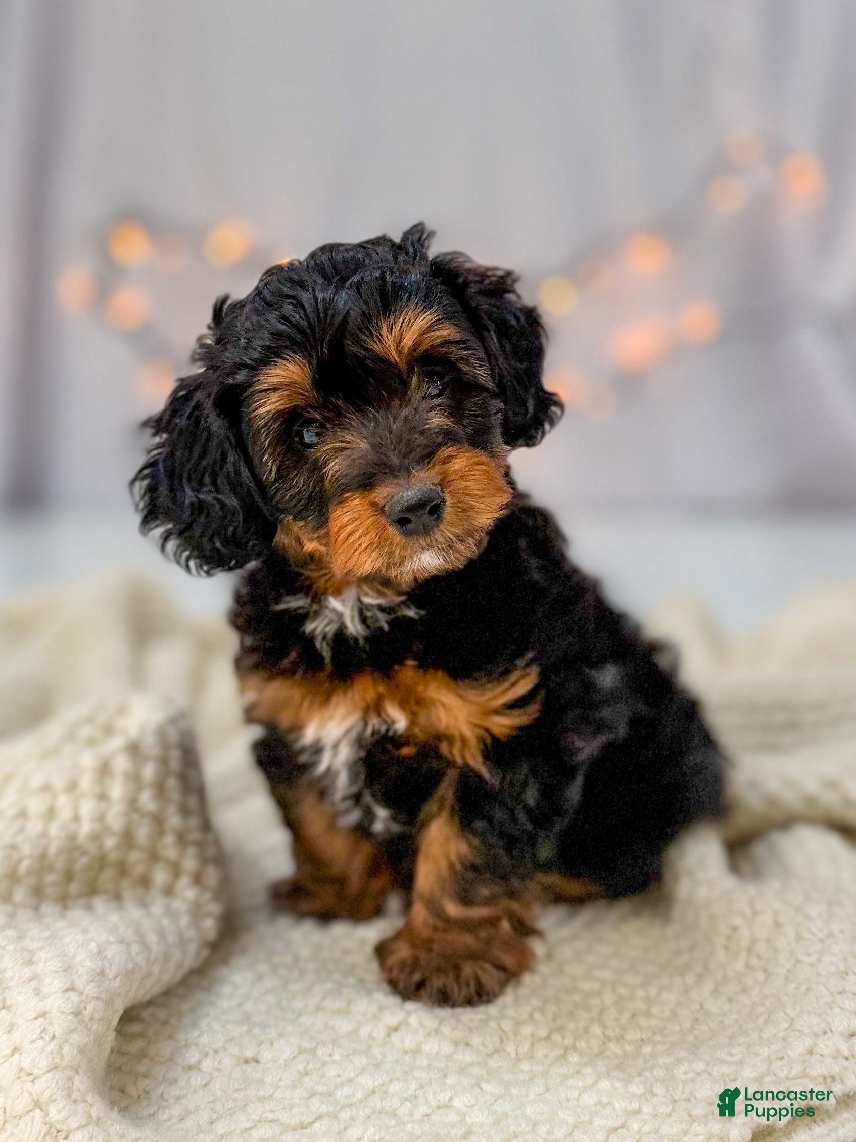 Doxiepoo dogs Isabelle - Ad 3