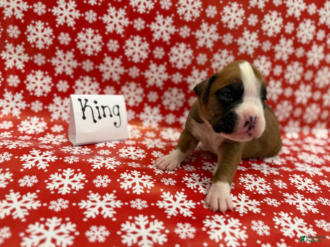 Boxer dogs for sale: King - Ad 2