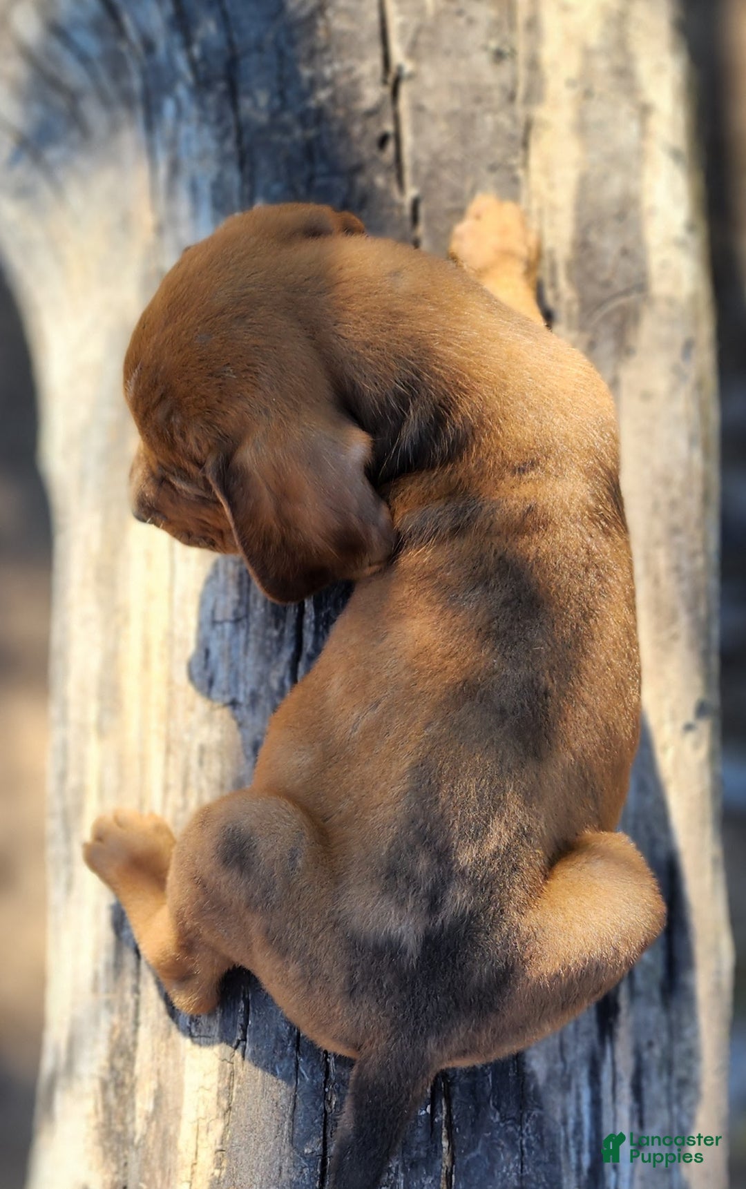 Mixed Breed dogs for sale: Fall 2025 Bloodahoula Male 2 - Ad 12