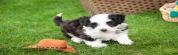 Havanese dogs for sale: Princeton - Ad 7