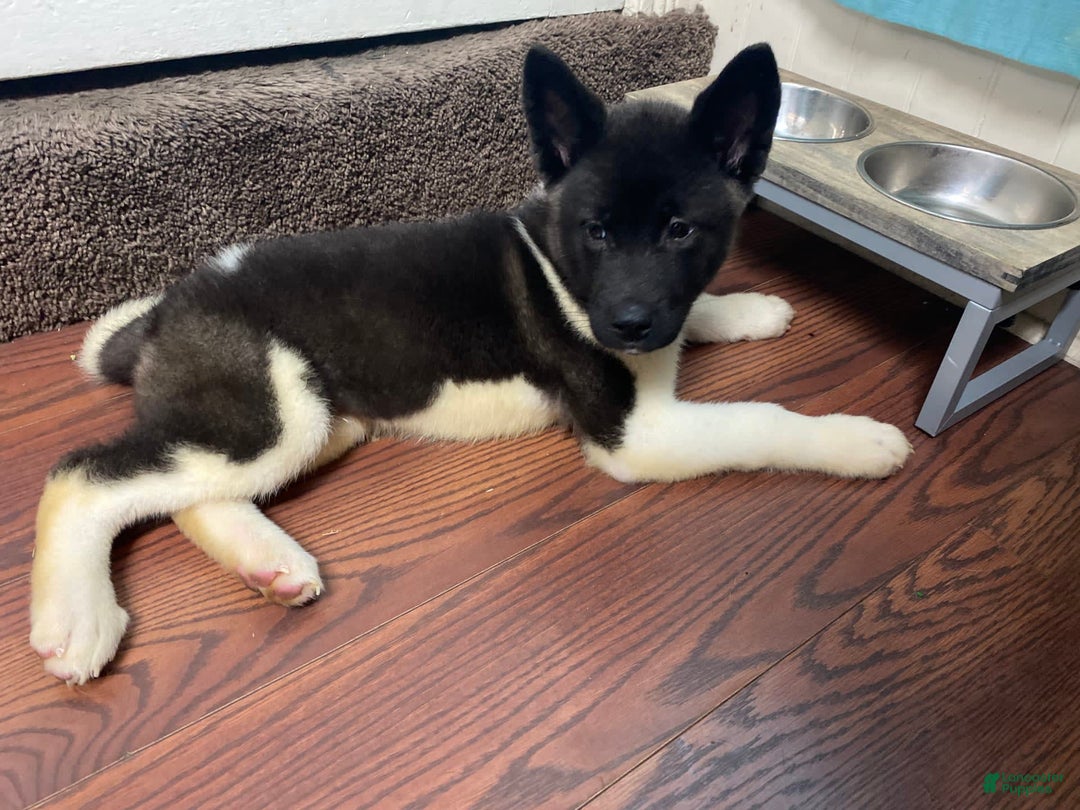 Gallery Image {{count}}