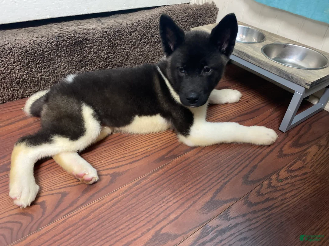 Gallery Image {{count}}