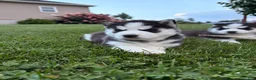 Siberian Husky dogs for sale: Billy - Ad 11