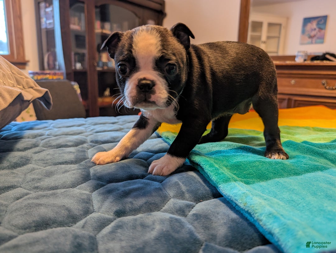 Frenchton dogs for sale: Patty - Ad 4