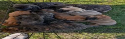 Bullmastiff dogs for sale: Tzurit  - Ad 6