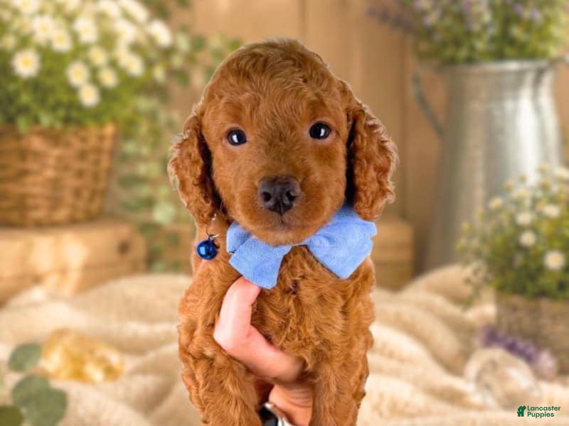 Mini Goldendoodle dogs Rafael - Ad 2