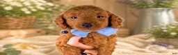 Mini Goldendoodle dogs for sale: Rafael - Ad 2