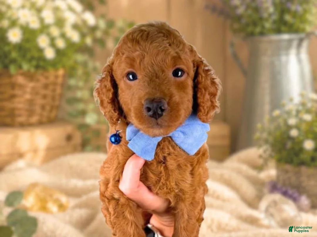 Mini Goldendoodle dogs for sale: Rafael - Ad 2