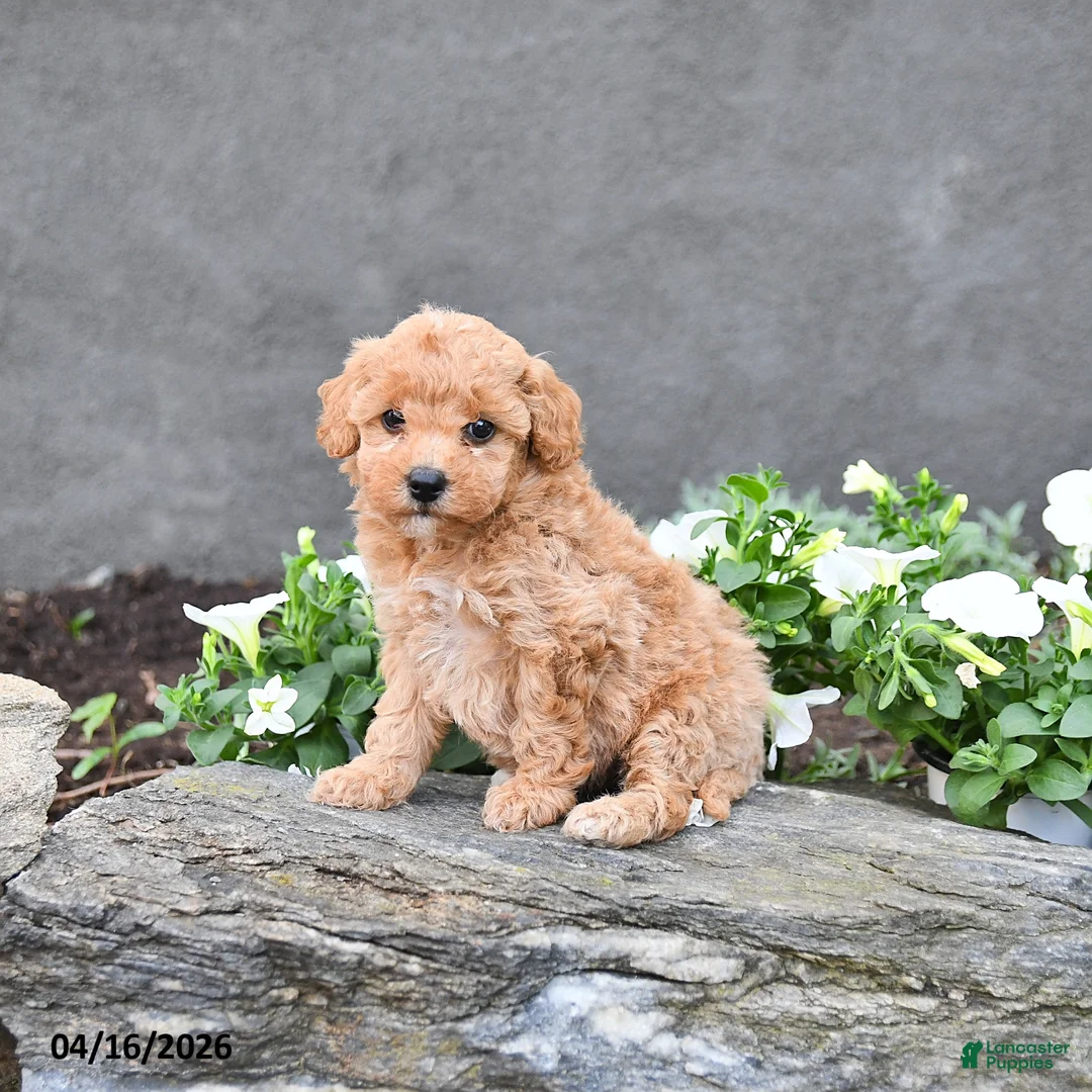 Cavapoo dogs for sale: Thea - Ad 1