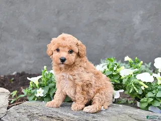 Cavapoo dogs for sale: Thea - Ad 1