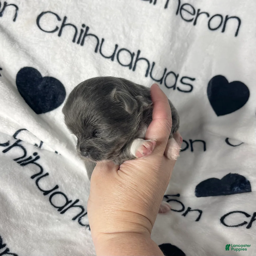 Chihuahua dogs for sale: Fiona Blue Tricolor Long Coat - Ad 3