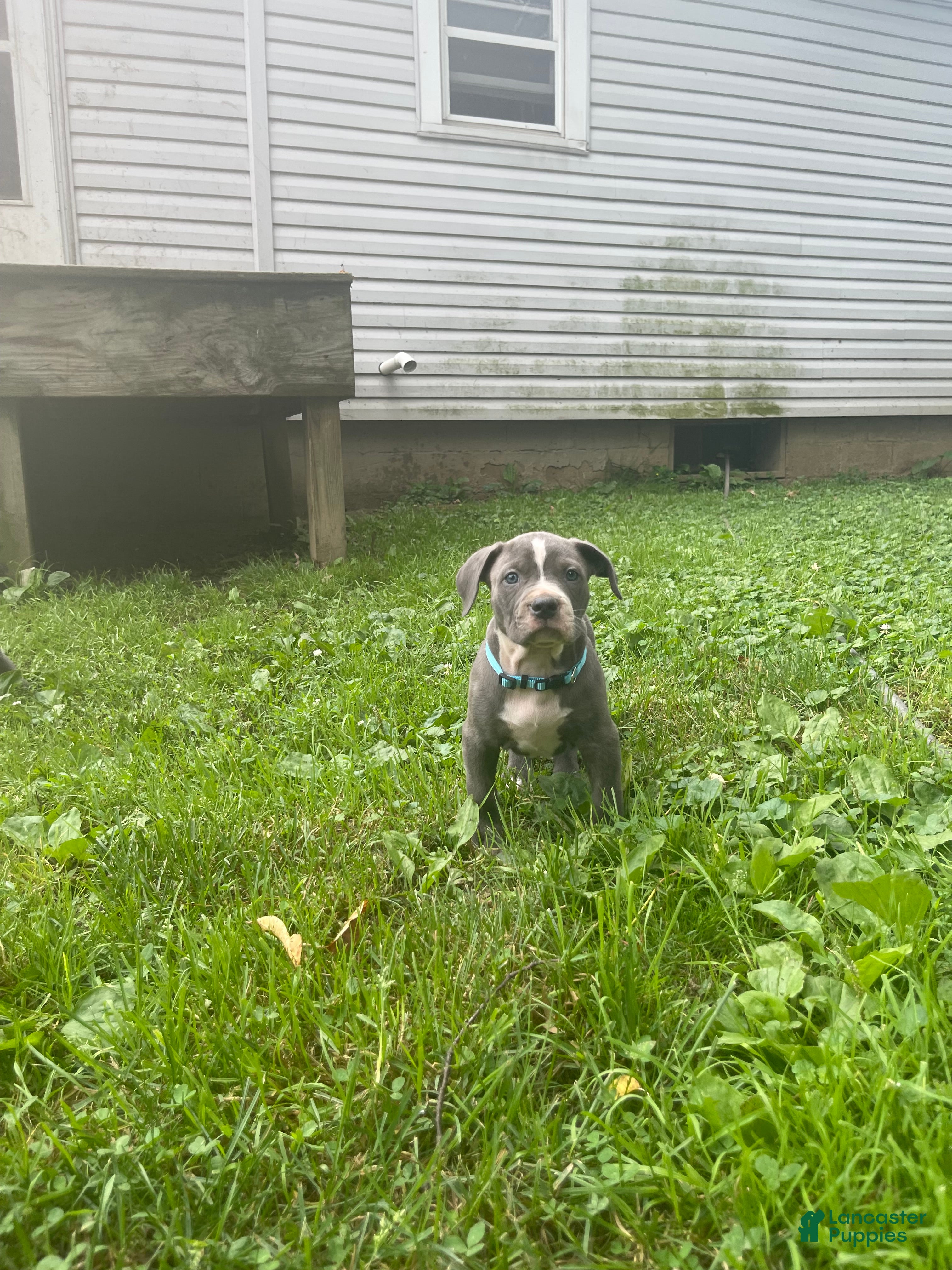 American Bully dogs American Bully 5 - Ad 1