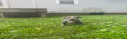 American Bully dogs for sale: American Bully 5 - Ad 1